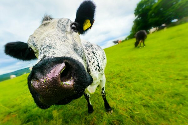 Selfie of a cow in the field