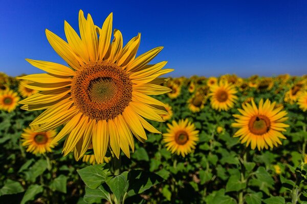 A post-drought field on a clear sky background