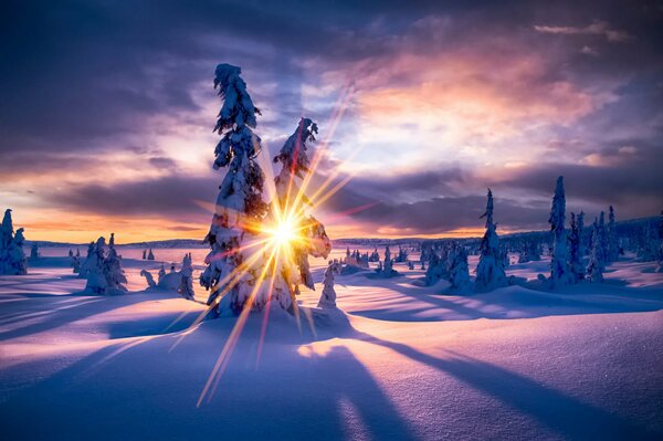 The winter forest is covered in snow at sunset