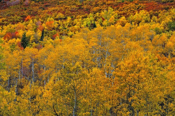 Autumn forest and all its beauties