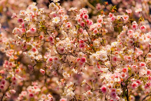 Floreciendo flores de cerezo en primavera