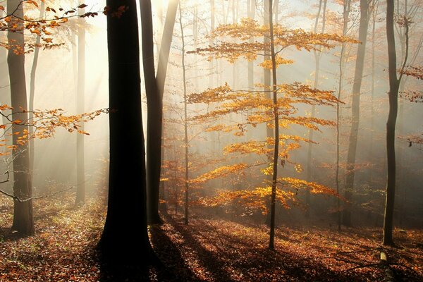 Sonnenstrahl im nebligen Herbstwald