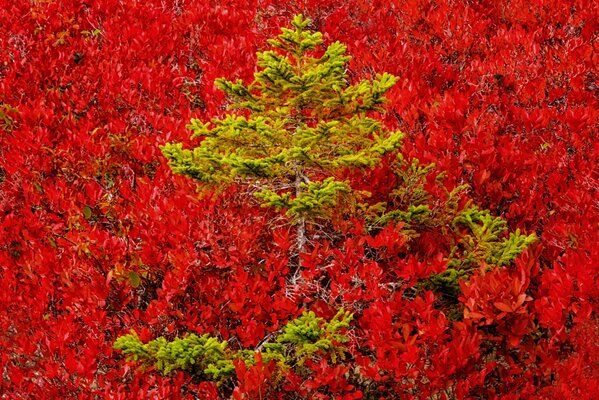 Abete rosso sul fianco autunnale della montagna coperto di foglie rosse