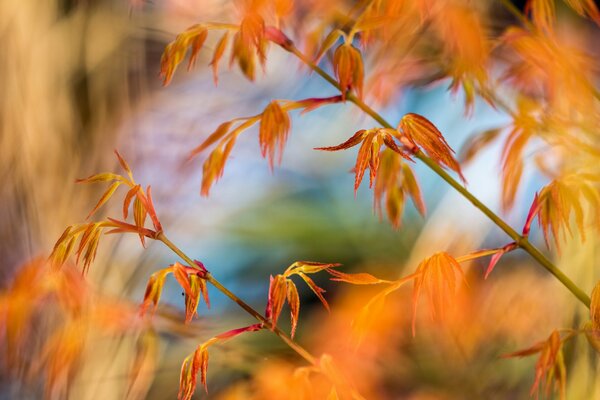 Hojas amarillas de otoño en una rama