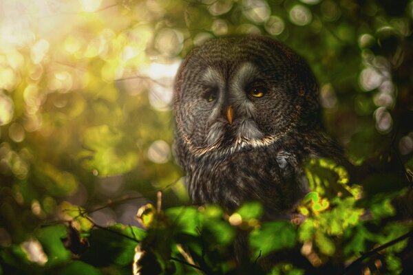 A wise owl sits on a tree and looks