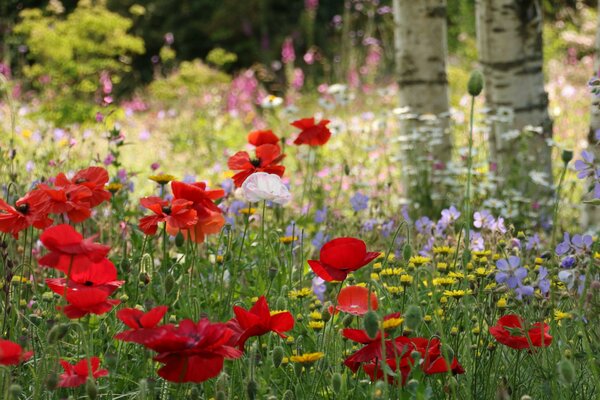 Lichtung mit roten Mohnblumen