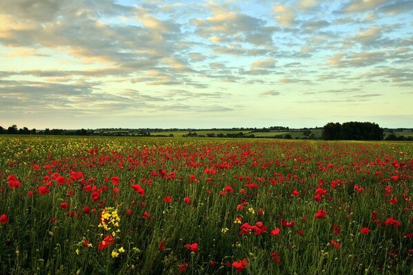 Landscape field with poppies in summer