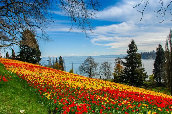 Collina con tulipani in fiore