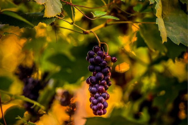 A bunch of grapes among the foliage