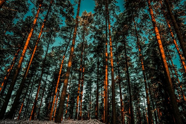 Coucher de soleil dans la forêt de pins sur fond de ciel bleu