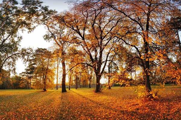 Parque de otoño con árboles y follaje caído