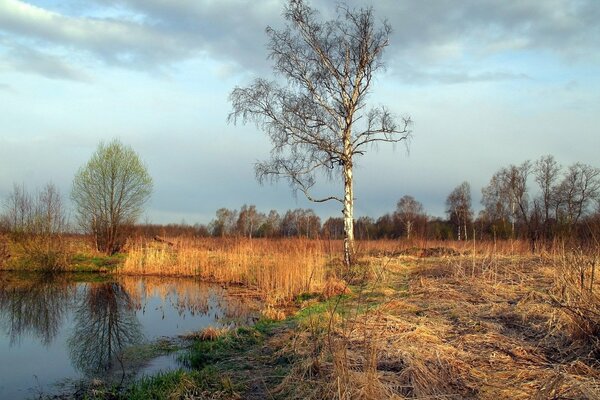 Pond in the autumn forest in clear weather