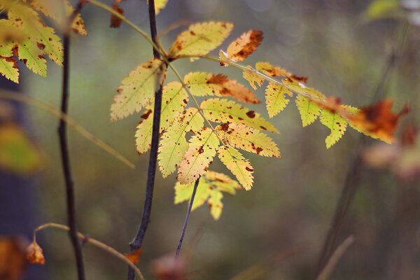 Carved autumn leaf yellow in macro photography