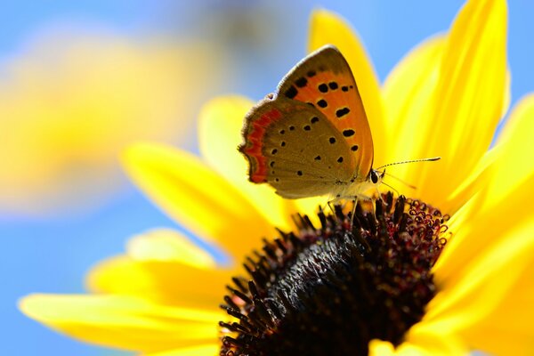 A butterfly sits on a flower. The sky is blue, the petals are yellow