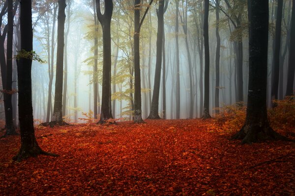 Waldnebel umhüllte Bäume