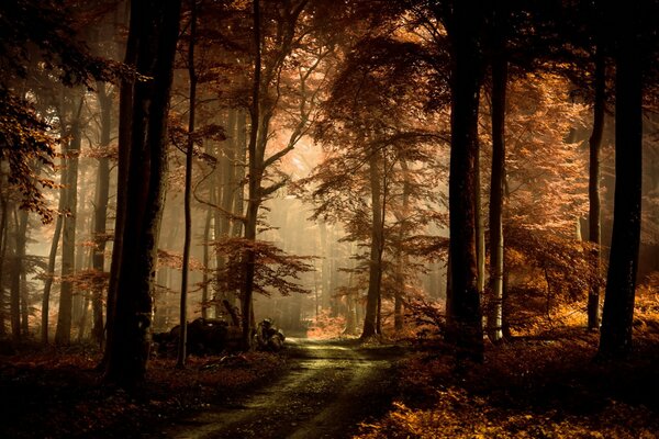 Camino a través del misterioso bosque de otoño