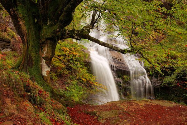 Cascada en el bosque a principios de otoño