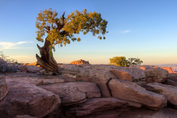 Baum auf Felsen bei Sonnenuntergang