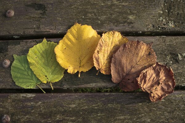 Foglie autunnali colorate su assi di legno