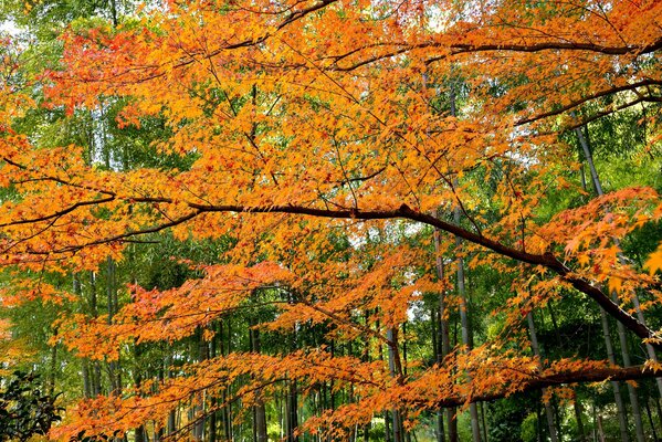 Feuilles d orange en harmonie avec le vert