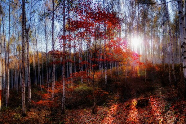 El bosque de la mañana arroja follaje carmesí