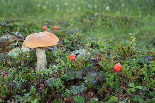 Pilz und Moltebeere in einem grünen Feld