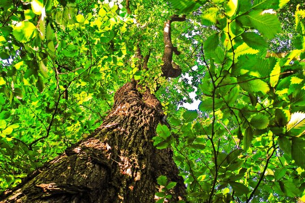 Tronco de árbol, hojas de tilo