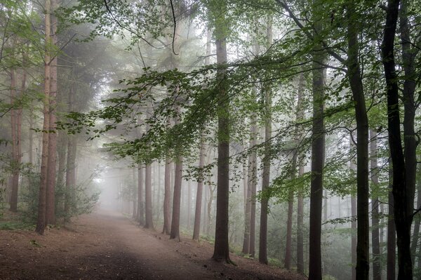 Straße in einem nebligen Kiefernwald