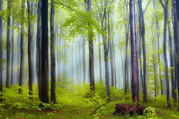 Bruma de la mañana después de la lluvia en el bosque