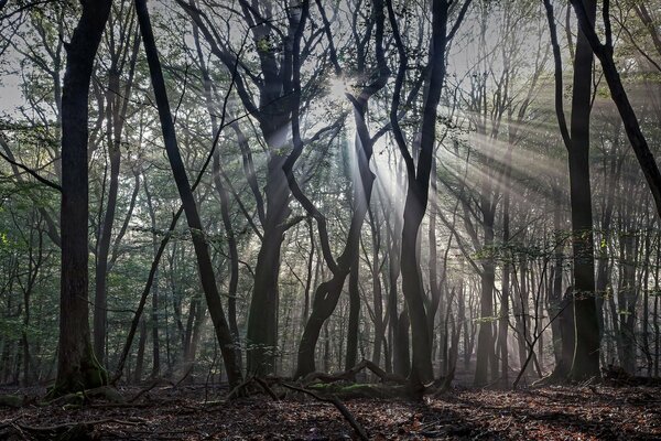 Les rayons du soleil brillent à travers les arbres