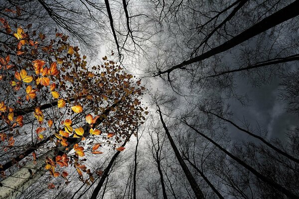 Gray clouds over the autumn forest