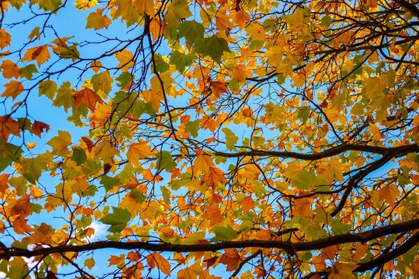 Autumn leaves on a blue sky background