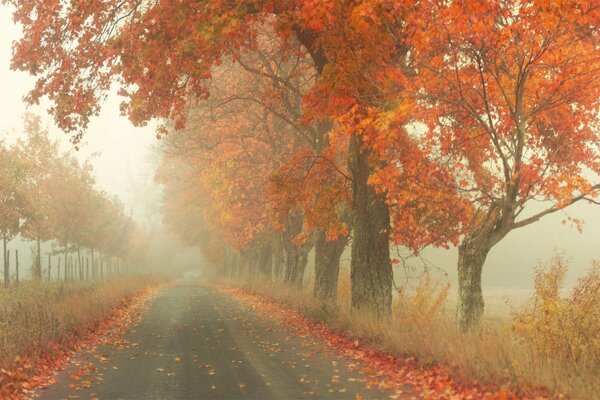 El camino entre los árboles de otoño en la niebla