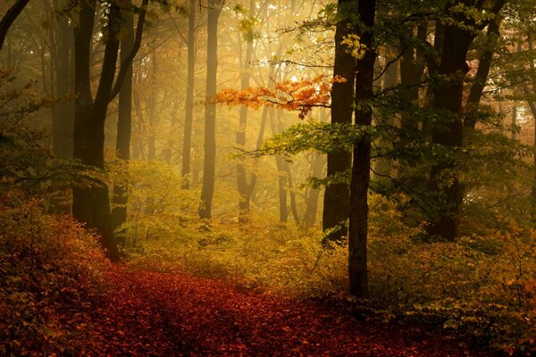 Foresta autunnale in fogliame giallo-rosso, leggermente annebbiata dalla nebbia