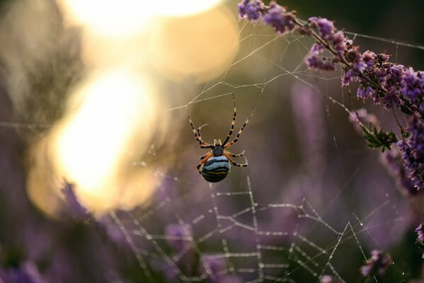 Macro shooting. Spider on the web