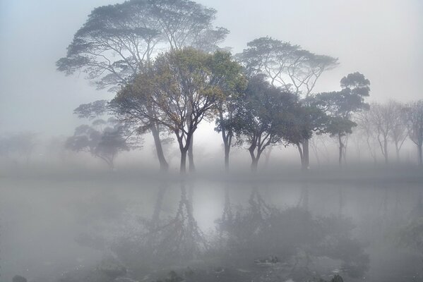 Il paesaggio di un lago sconosciuto dove si vedono solo gli alberi