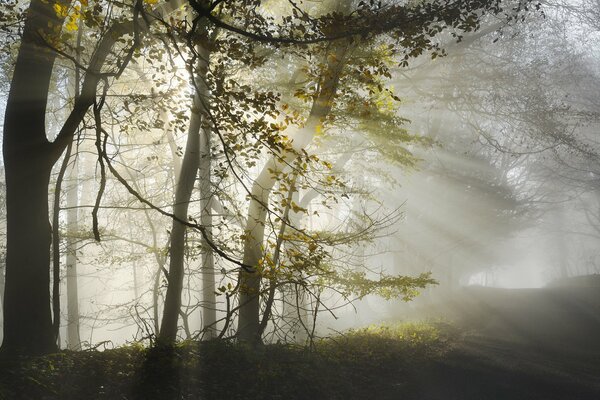 Morning fog in the forest at dawn