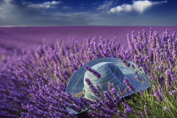 Who forgot a hat on a summer lavender field?