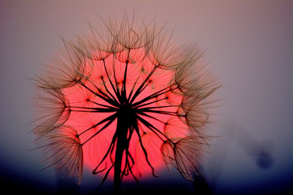 Dente di leone sul Fore di un enorme sole al tramonto rosso