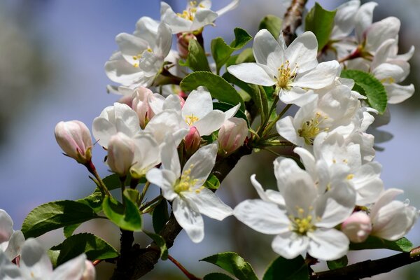 Rama de Manzano floreciente en primavera