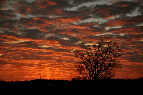 Silhouette of a tree and grass against a red sunset