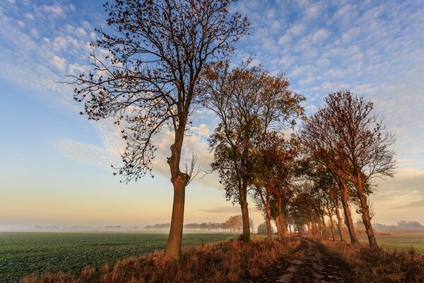 The first spring grass appeared , but the leaves on the trees are still sleeping