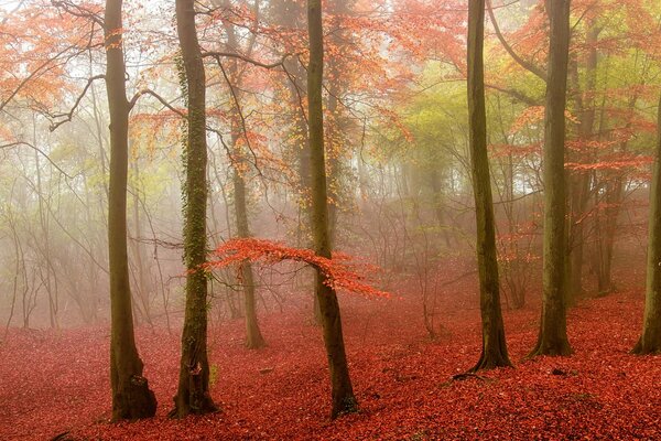 Landscape of a cool autumn forest