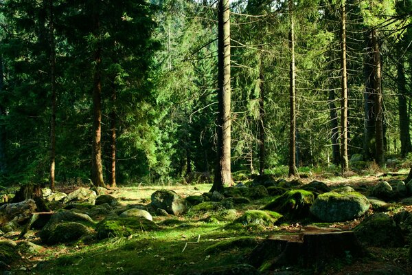 Green forest with big rocks and moss