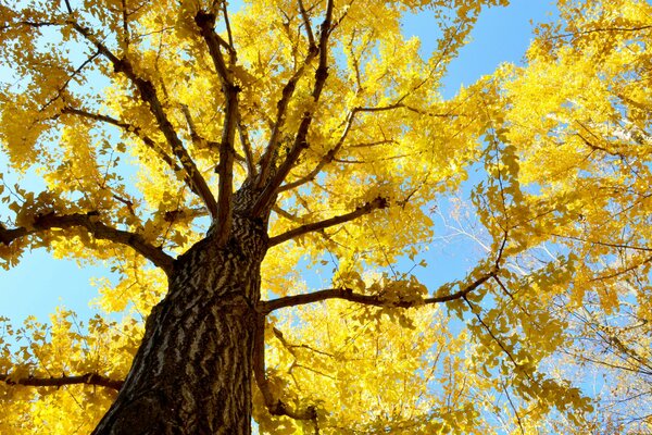 Corona de árbol de oro contra el cielo