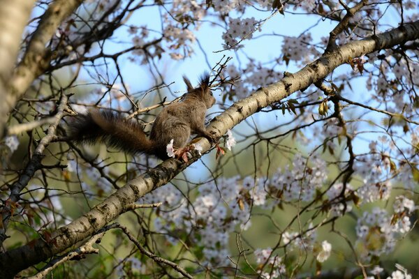 Ardilla en primavera en un árbol en flor