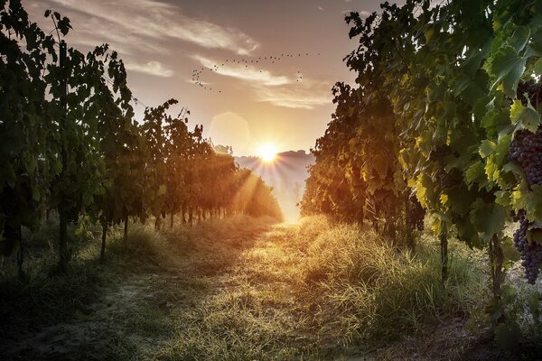 Alba su una strada di campagna in file di alberi