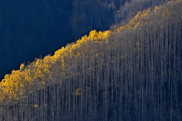 Foresta in autunno sul fianco della montagna