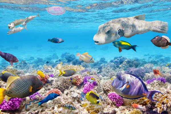 Sous l eau un tas de poissons et de coraux