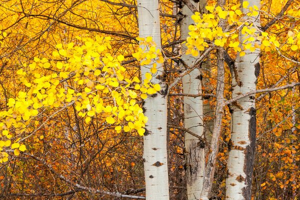 Hojas amarillas de otoño en abedul